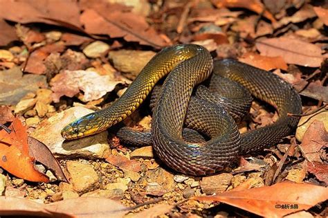 formosan odd-scaled snake|Iba pa.